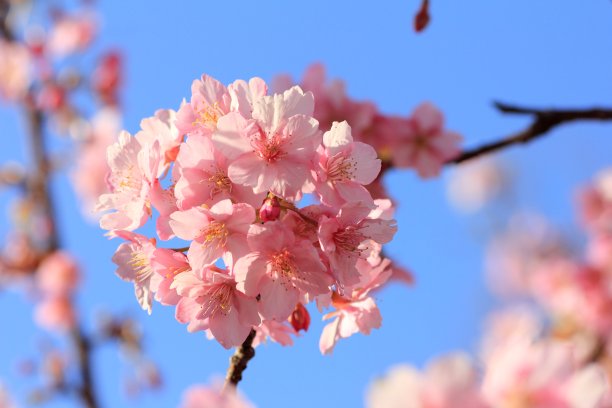 樱花图片下载