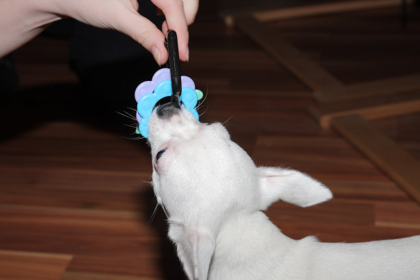 吉娃娃庆祝圣诞节，玩他们的新礼物图片下载