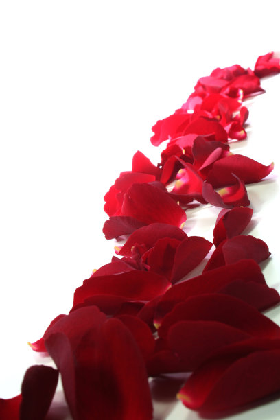 红色的玫瑰花瓣作为背景图片下载