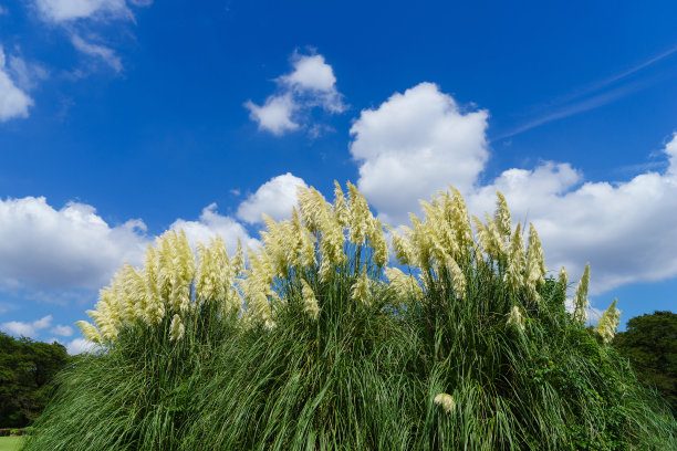 潘帕斯草图片下载