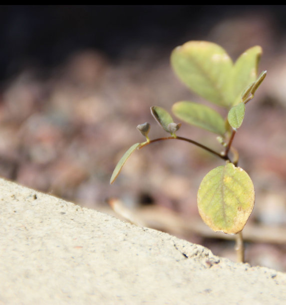 年轻的植物图片下载