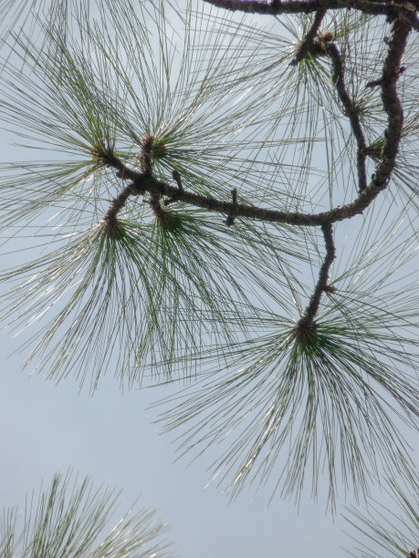 长叶松枝针在阳光下闪闪发光图片下载