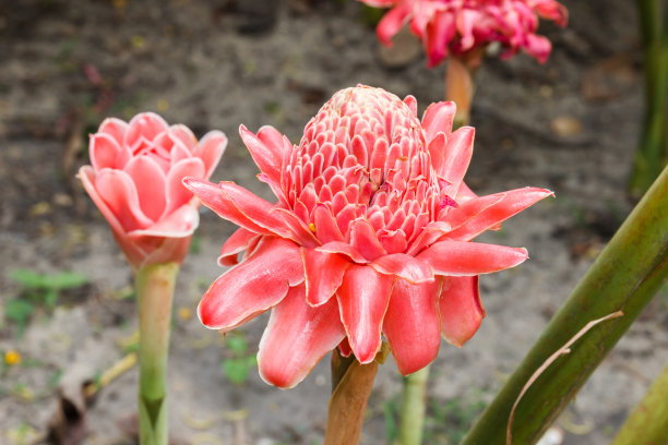 埃特林格拉·埃拉蒂奥图片下载