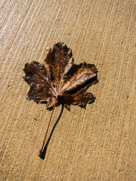 一个干燥的叶子图片下载