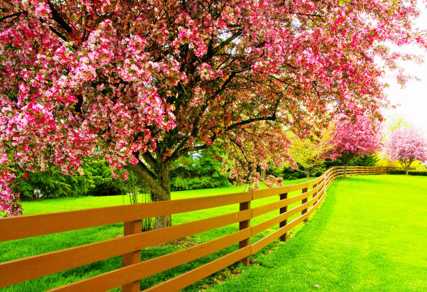 春天花园里的树图片下载