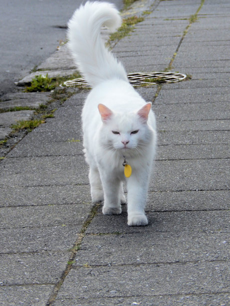 白色的猫图片下载