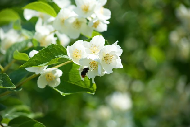 大黄蜂图片下载