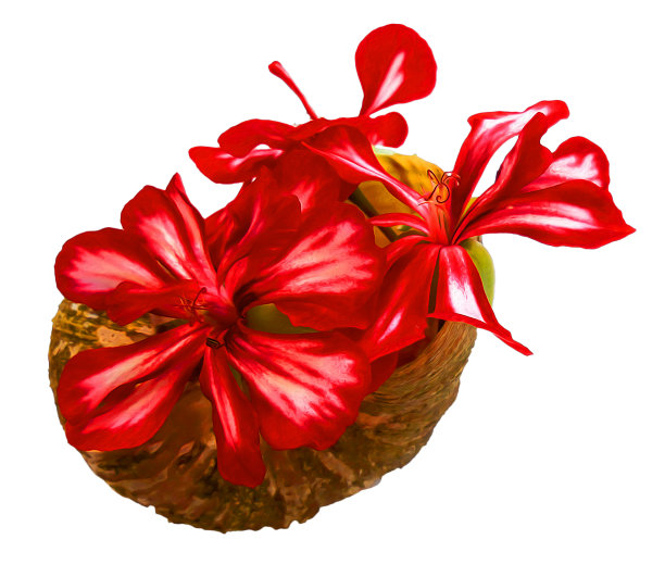 天竺葵条纹花鲜花束在壳内，照片处理图片下载