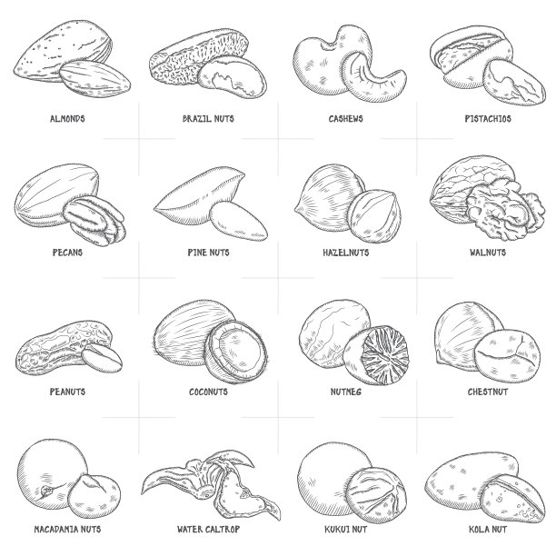 手绘一套不同的螺母。图片下载
