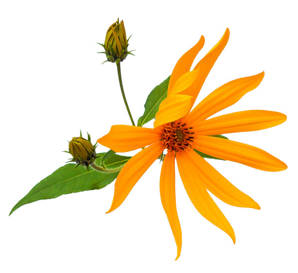 黄色向日葵新鲜，照片处理图片下载