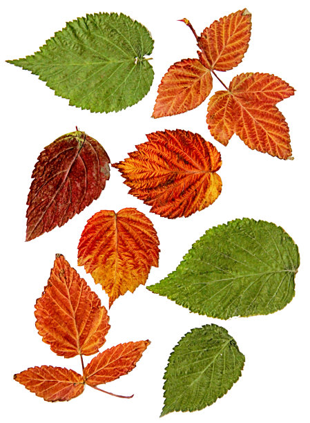 油漆干覆盆子画物体秋叶图片下载