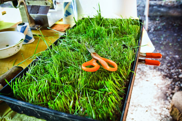 制作麦草汁图片下载