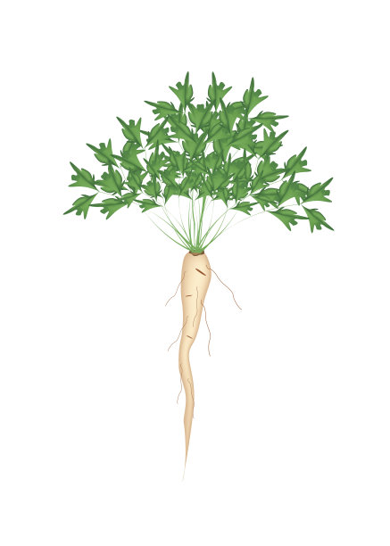 新鲜的绿色欧芹根在白色的背景图片下载