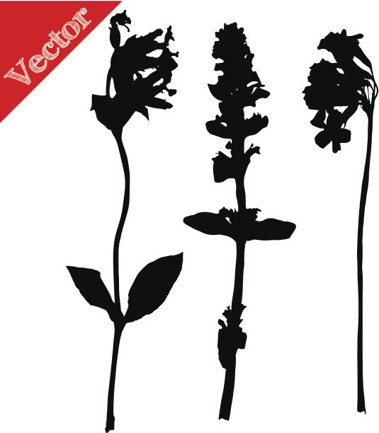 设置插图与野花剪影孤立在白色图片下载