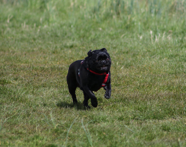奔跑的哈巴狗爱德华图片下载