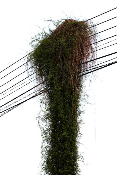 藤蔓在电线杆上孤立在白色图片下载