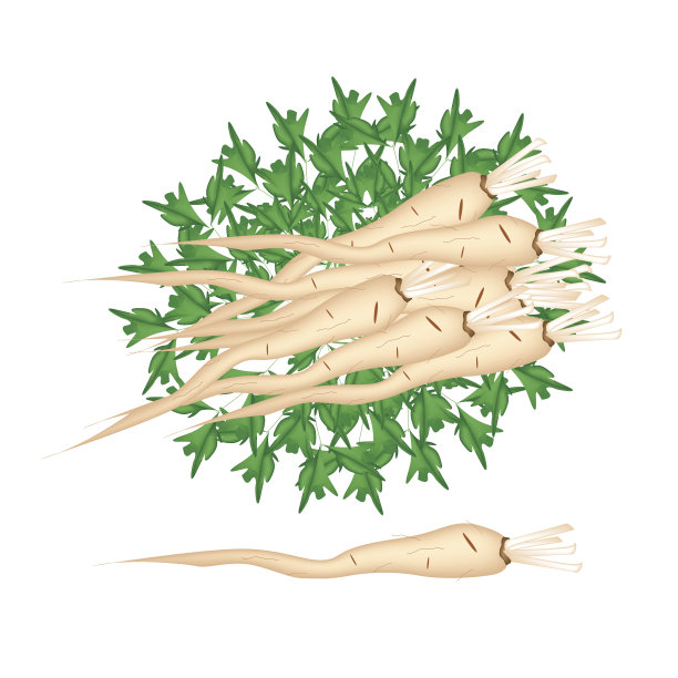 新鲜的欧芹根堆在白色的背景图片下载