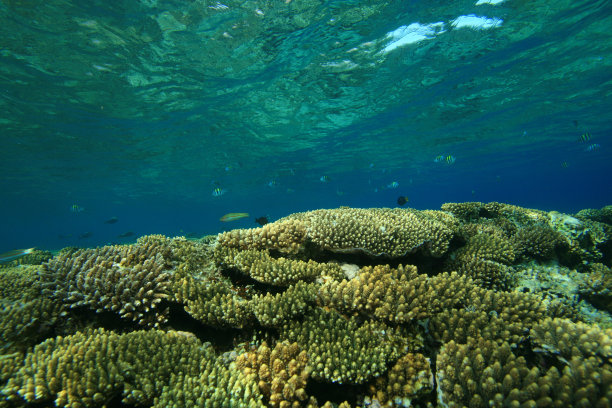 浅的珊瑚礁图片下载