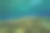 浅的珊瑚礁图片下载