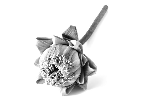 粉红色的荷花在孤立的白色背景上图片下载