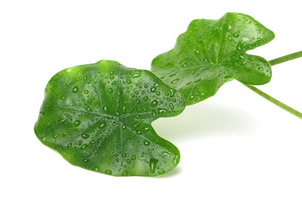 象耳叶图片下载