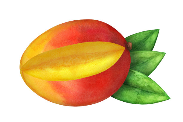 水彩芒果和叶子近距离隔离图片下载