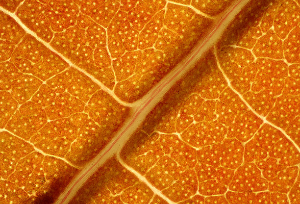 秋天橙色黄樟树叶的显微照片。图片下载