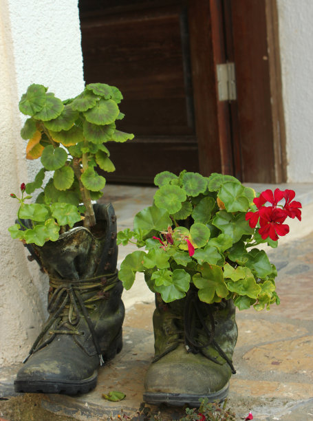 穿靴子的花图片下载