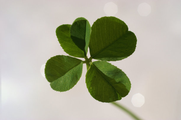 三叶草图片下载