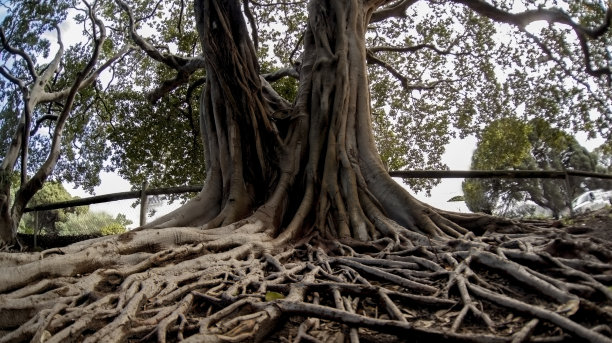 树根和树干图片下载