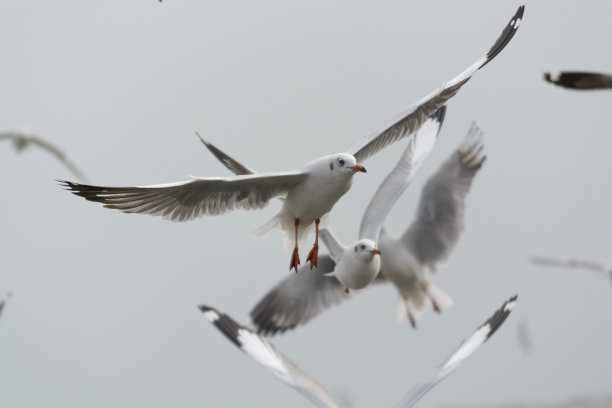 泰国褐头鸥图片下载