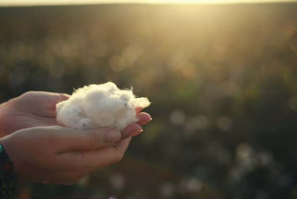 天然棉的女人图片下载