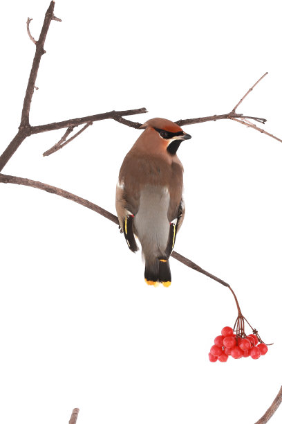 波西米亚连雀图片下载