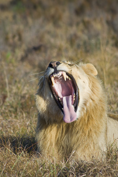 大狮子打哈欠露出牙齿图片下载