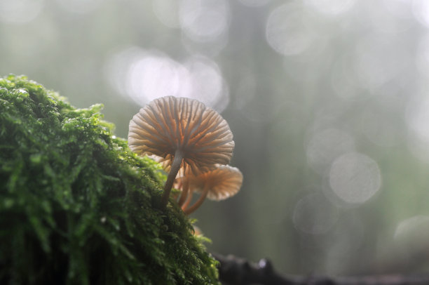 白色小蘑菇图片下载