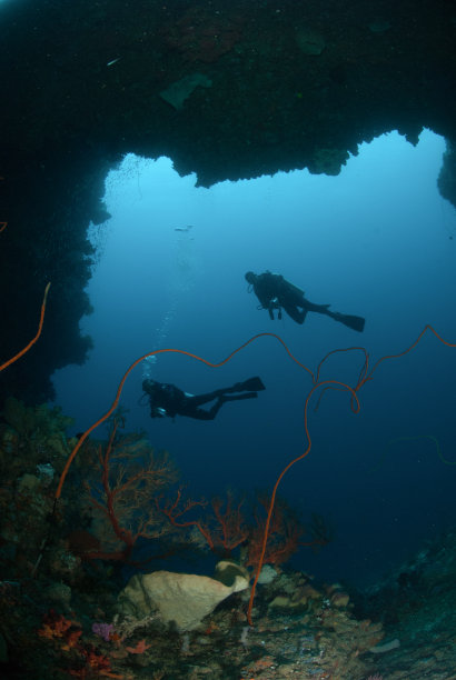 印度尼西亚马鲁古安汶的水下潜水员，海绵，钢丝珊瑚图片下载