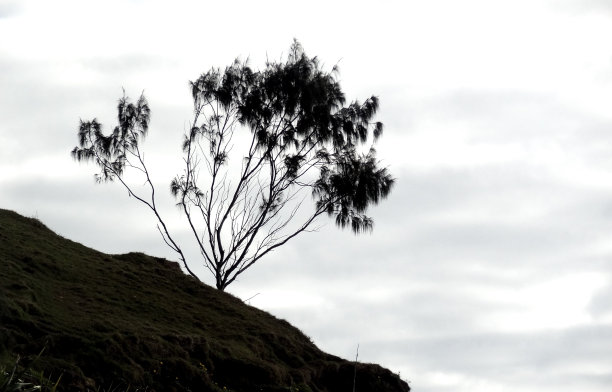 山坡上有一棵孤零零的树的剪影，背景是天空。图片下载