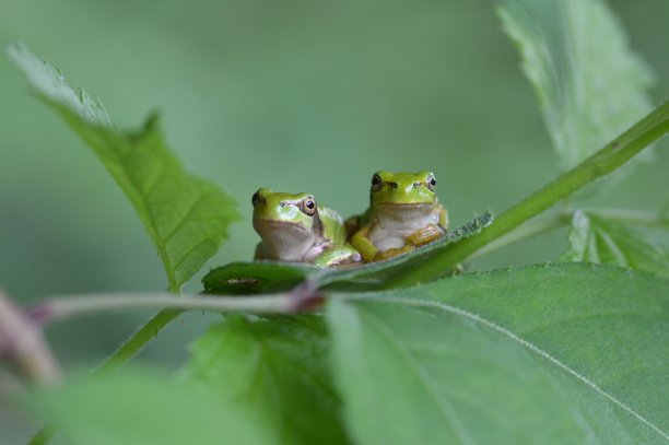 青蛙图片下载