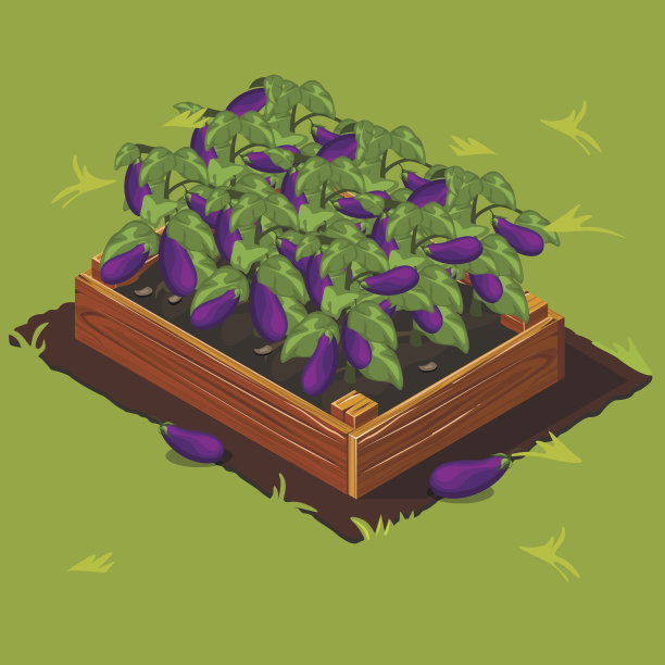 菜园茄子箱。集合5图片下载