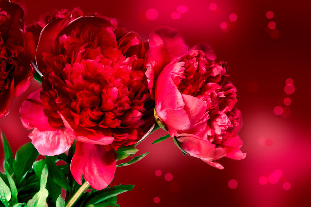 牡丹花朵图片下载