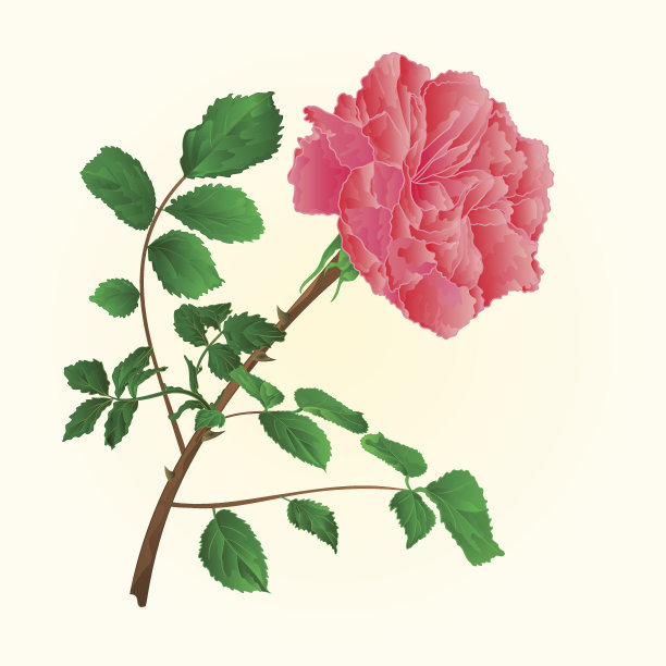 粉色玫瑰向量图片下载