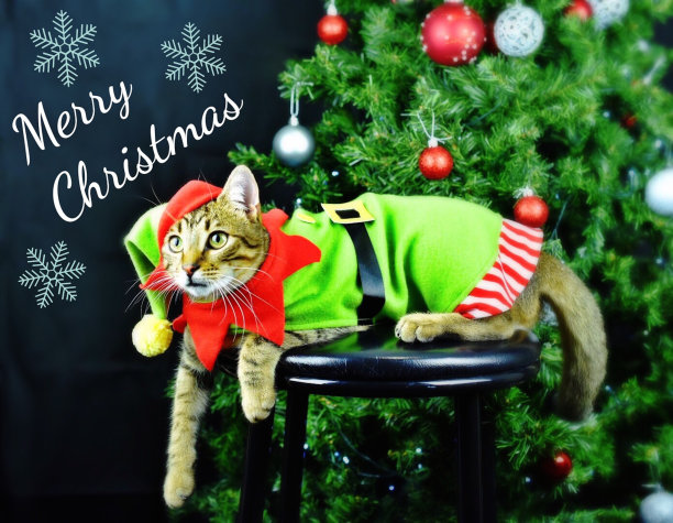 圣诞节的猫图片下载