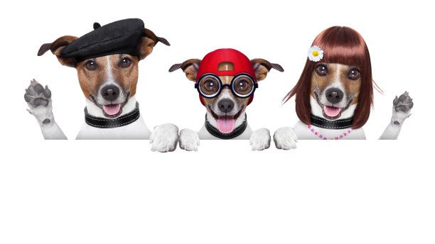 幸福的家庭的狗图片下载