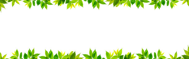 白色背景上孤立的绿叶枝干图片下载