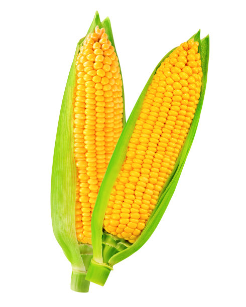 玉米孤立图片下载