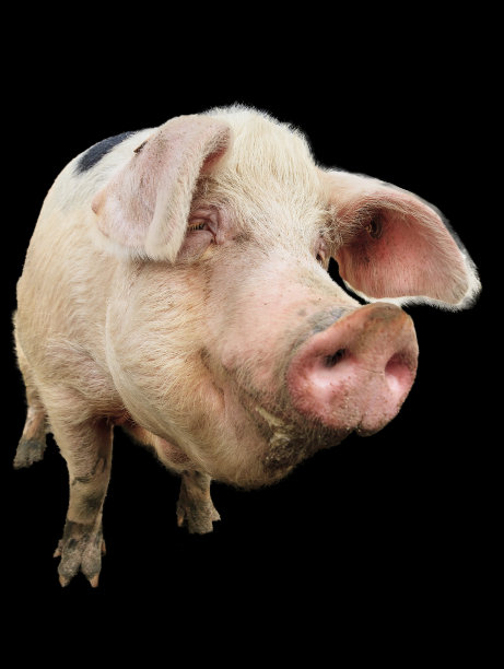 快乐小猪肖像上黑黑的素材图片