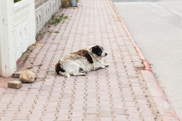 老狗图片下载