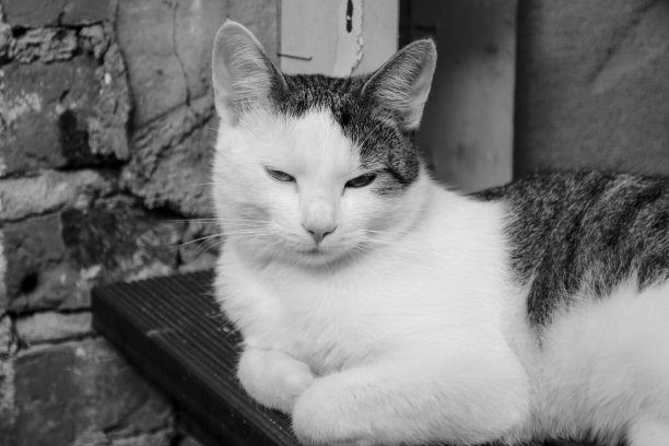 猫正在打盹图片下载