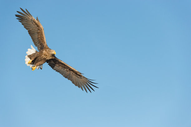 狩猎海鹰图片下载