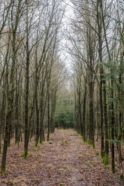 森林里图片下载